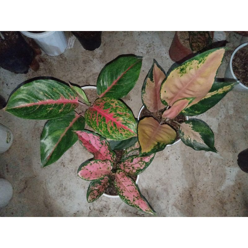 aglonema 3 batang kcn tembaga,lady kristin,bigpapa