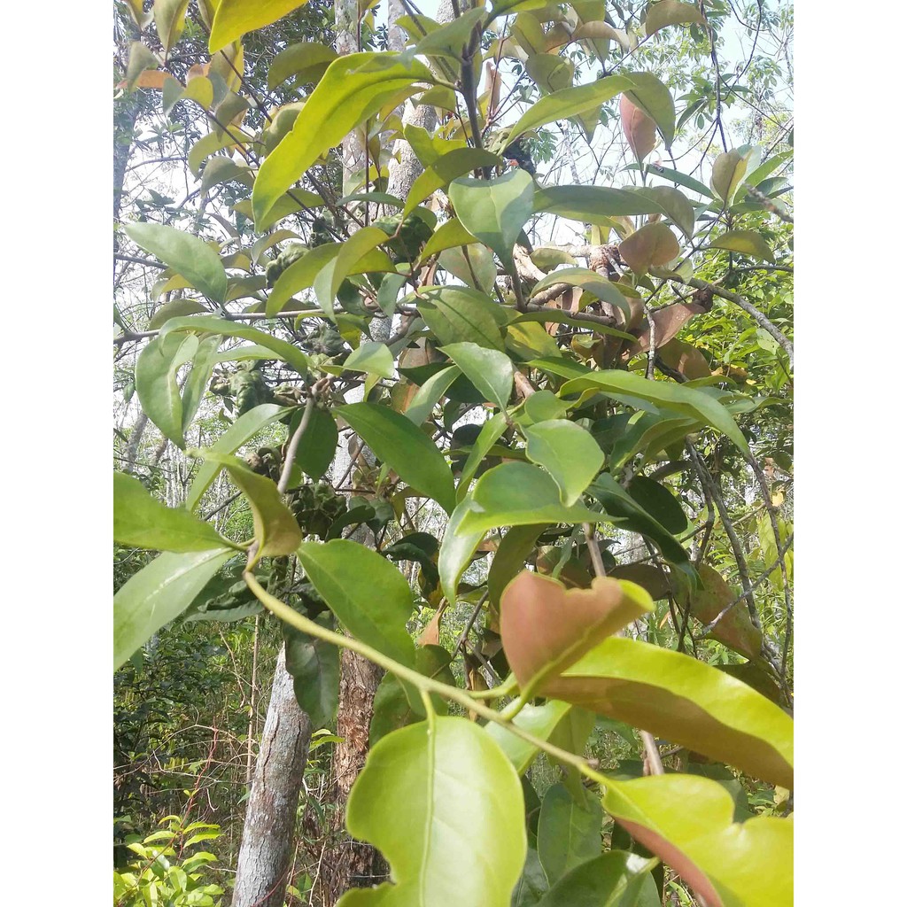 

Daun Benalu Hutan liar Frees Segar