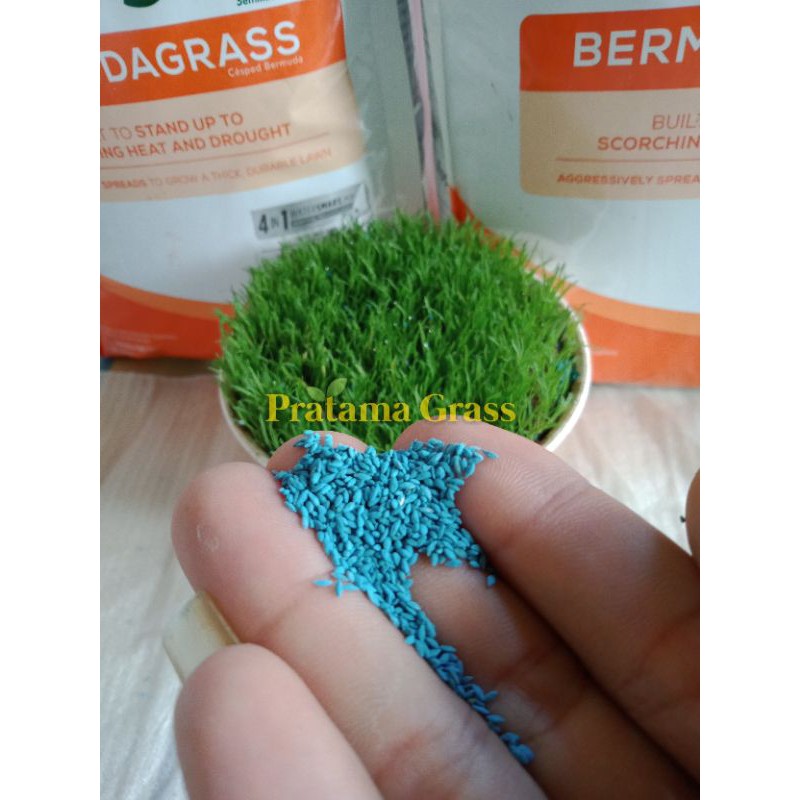 Benih Rumput Jepang - Bibit Rumput Jepang - Biji Rumput Jepang