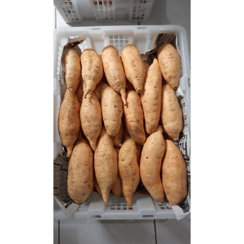 

ubi_cilembu_madu