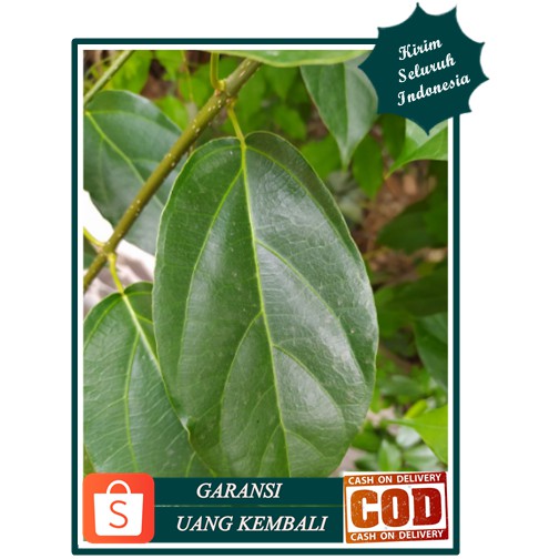 

Daun cincau hijau perdu (garansi uang kembali)