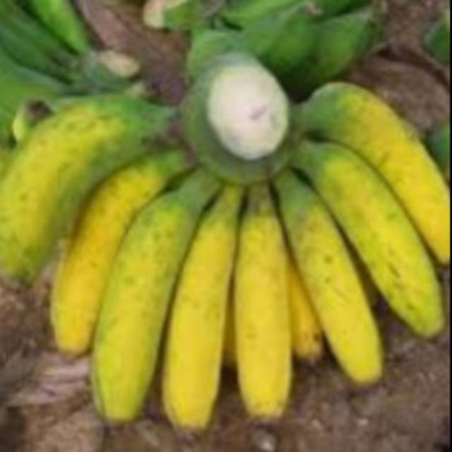 

PISANG RAJA BULU/sisir