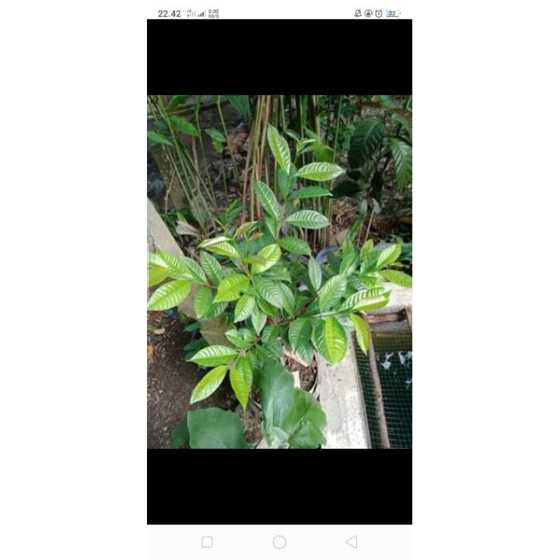 

TANAMAN SALAM_DAUN SALAM_SALAM kering