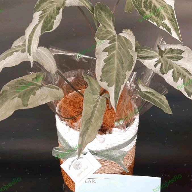 

hampers lebaran tanaman hias hampers