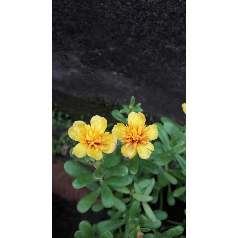 Bunga Mossrose / Pukul Sembilan / Krokot KUNING-MERAH Jambul