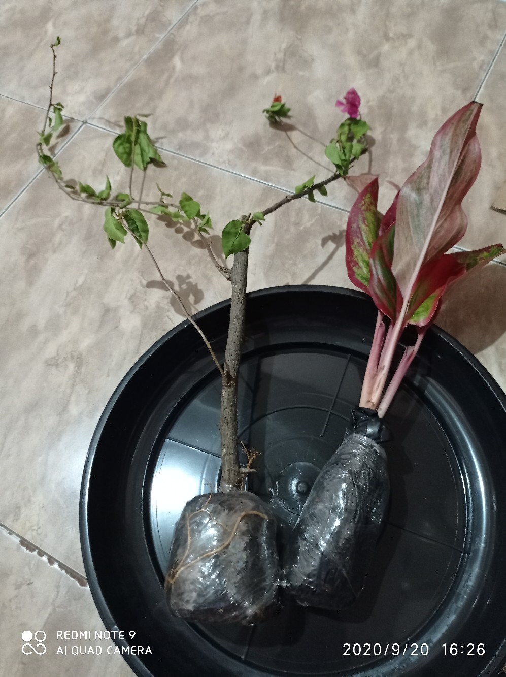 Bougenville / Bunga Kertas Tanaman Hias Outdoor