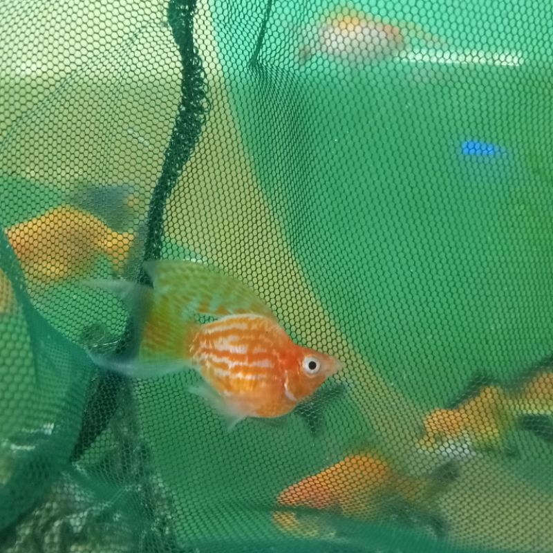 Ikan Hias Balon All colour