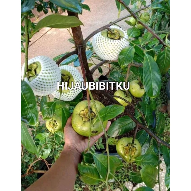 bibit black sapote segar cepat berbuah hasil okulasi