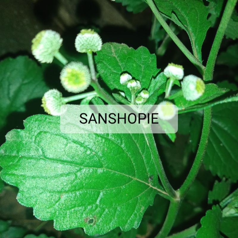 

Bandot seprah atau jukut meurit segar 100 gram