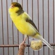 burung kenari gacoran jantan