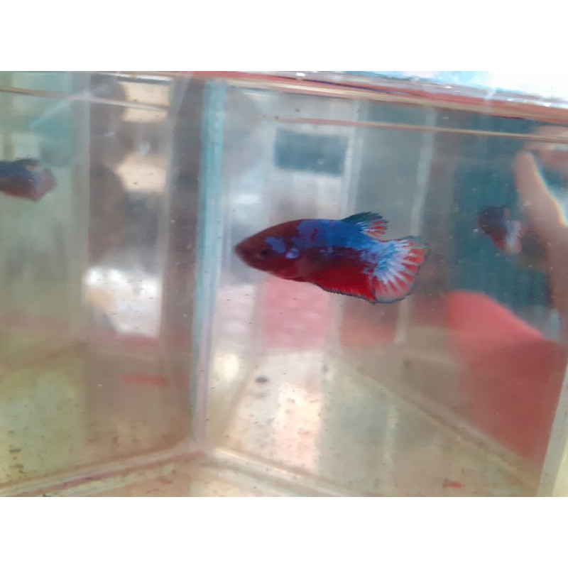 CUPANG HELLBOY BOLD SIAP BREED|BETTA FISH