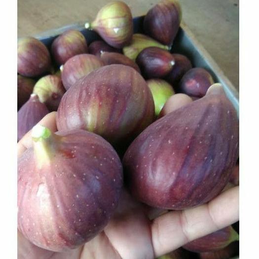 

➡Sale✣➡ HFFF0 Buah tin Ara yordania fresh Organik 150gr 63 ✥Ready