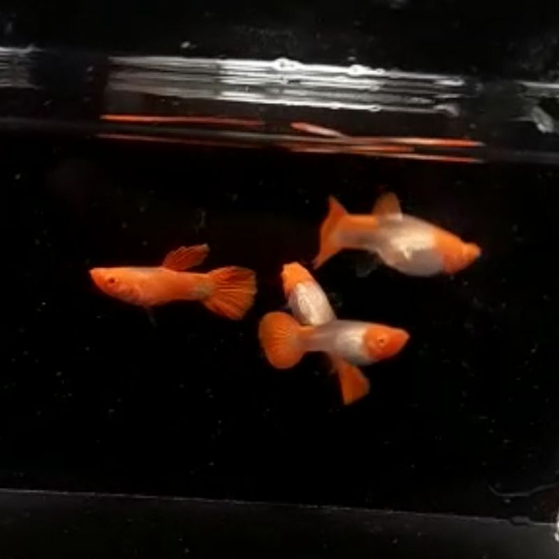 Albino Koi Guppy Grade A (REAL PICT) sepasang / Guppy Albino Koi Grade A kepala dijamin merah
