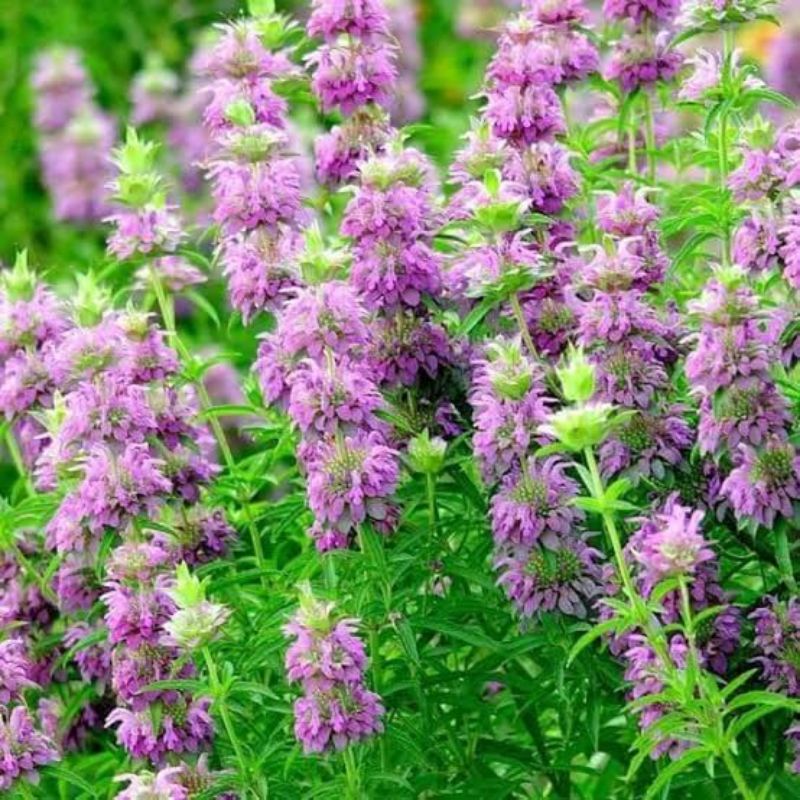 Benih Herbal Lemon Mint Lemon Beebalm Monarda Citriodora