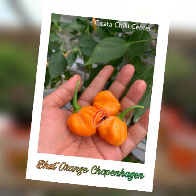 

Buah / Biji BHUT ORANGE CHOPENHAGEN