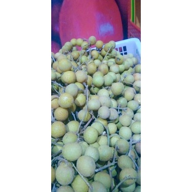 

KELENGKENG THAILAND 500 gr