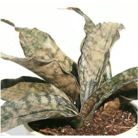 Sanseviera Kirkii  Star - Sanseviera Kirkii