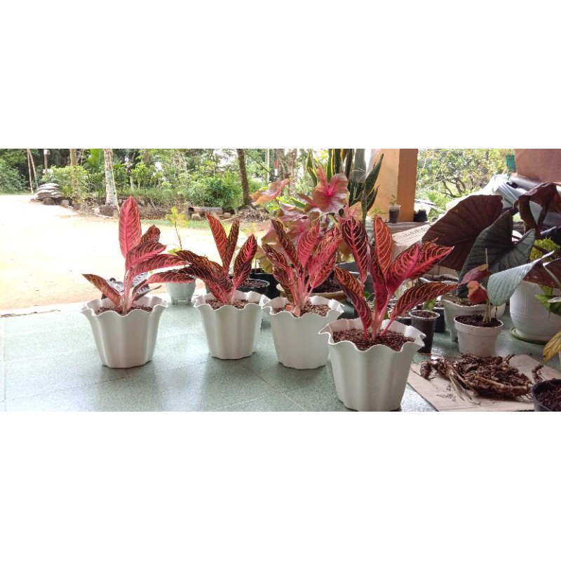 AGLAONEMA AGLONEMA PRIDE OF SUMATERA , PRIDE SUMATERA , RED SUMATERA 7-8 daun