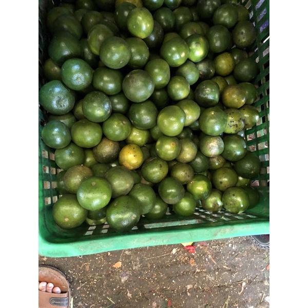

Jeruk peras 1 kg