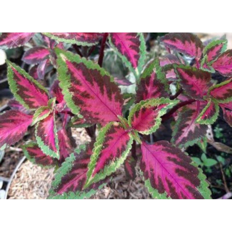 bibit tanaman hias bunga miana