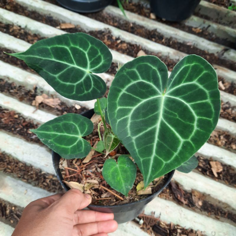 anthurium kuping gajah tarantula