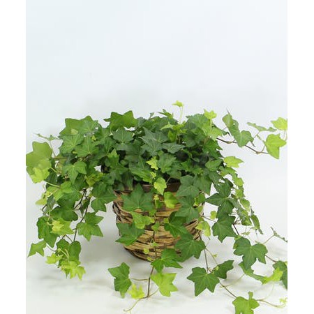 Tanaman Hias English Ivy