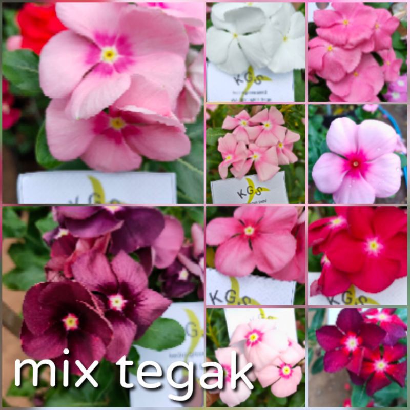 BENIH VINCA MIX TEGAK