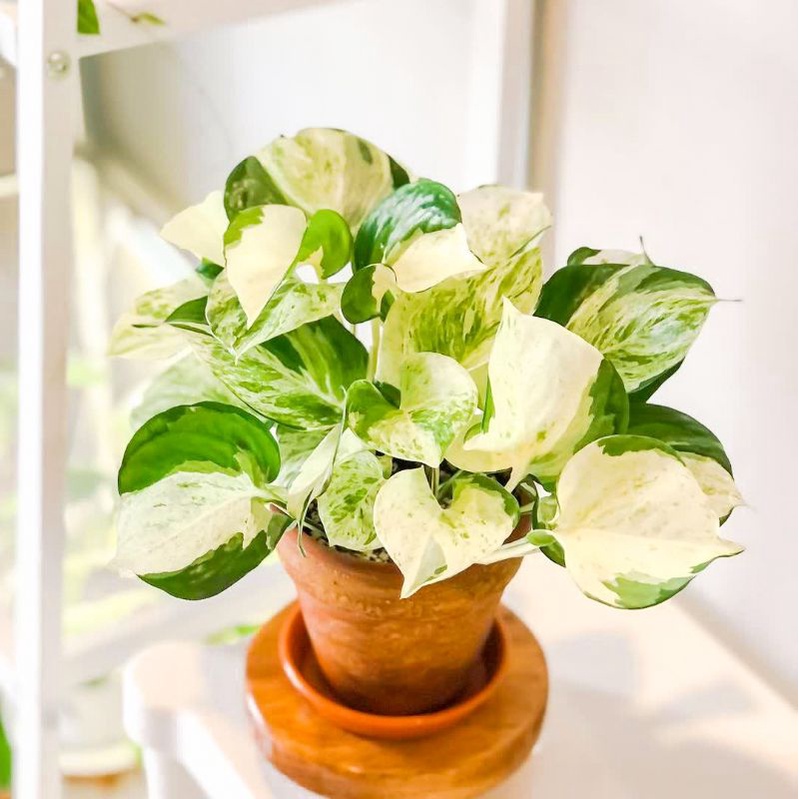 (BISA COD) Sirih Manjula Cantik | Tanaman Hias Murah | Putih Hijau Merambat | Syngonium Manjula | Ep