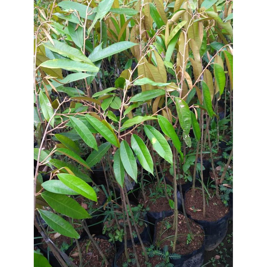 SUPER BIBIT DURIAN MUSANGKING KAKI 3, KAKI TINGGI A+