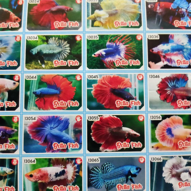gambar poster adu gepok isi 100   / mainan kartu / mainan anak murah  / kartu gepok / umbul umbulan-Cupang