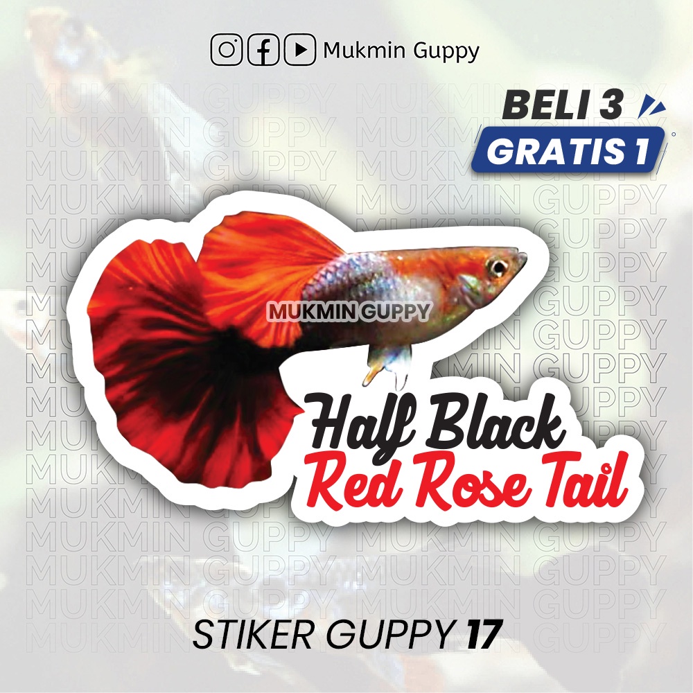 

Stiker Guppy (17) Half Black Red Rose Tail