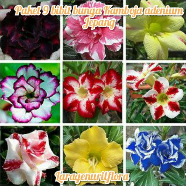 

Bibit Bunga Kamboja adenium Jepang paket 9