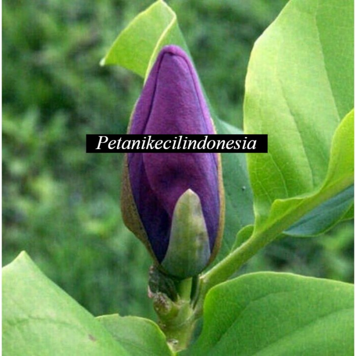 BIBIT KANTIL UNGU