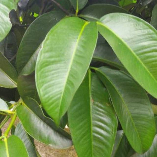 

5 lembar DAUN MANGGIS SEGAR DAUN BUAH MANGGGIS POHON MANGGIS