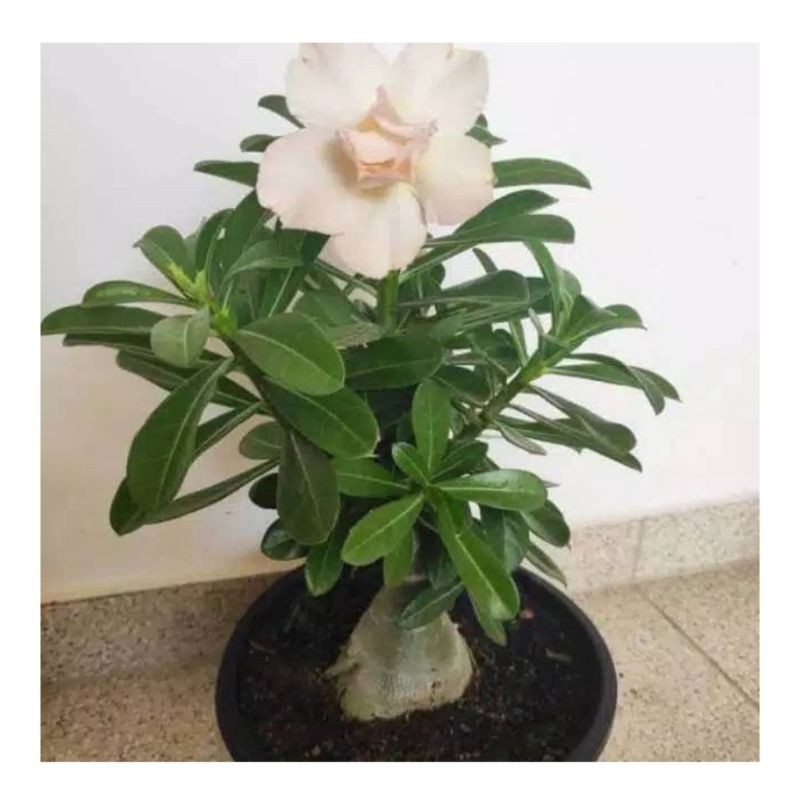 Bibit Bunga Adenium Kamboja Jepang - Bunga Putih-adenium bunga tumpuk-obesum-kamboja jepang-kemboja-bibit tanaman hias adenium Kamboja-tanaman hidup-bunga hidup-bunga hias-bunga hidup-bunga hias-0