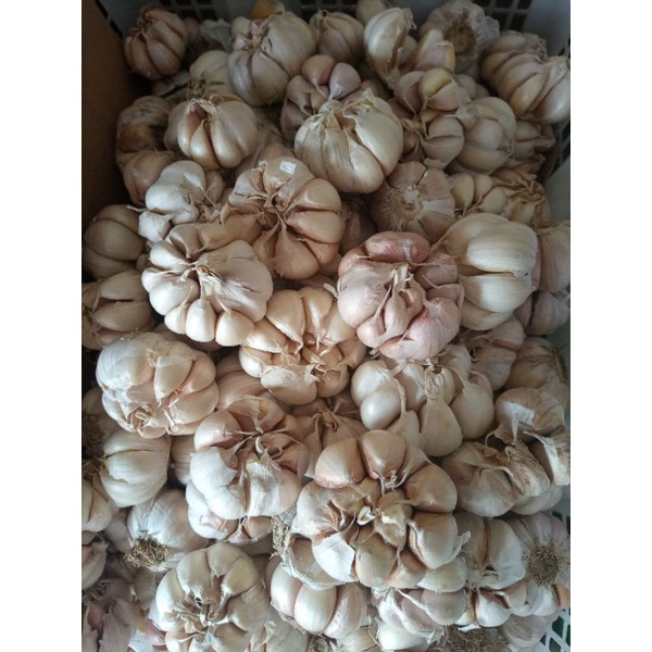 

Ready bawang putih sinco bersih 1kg