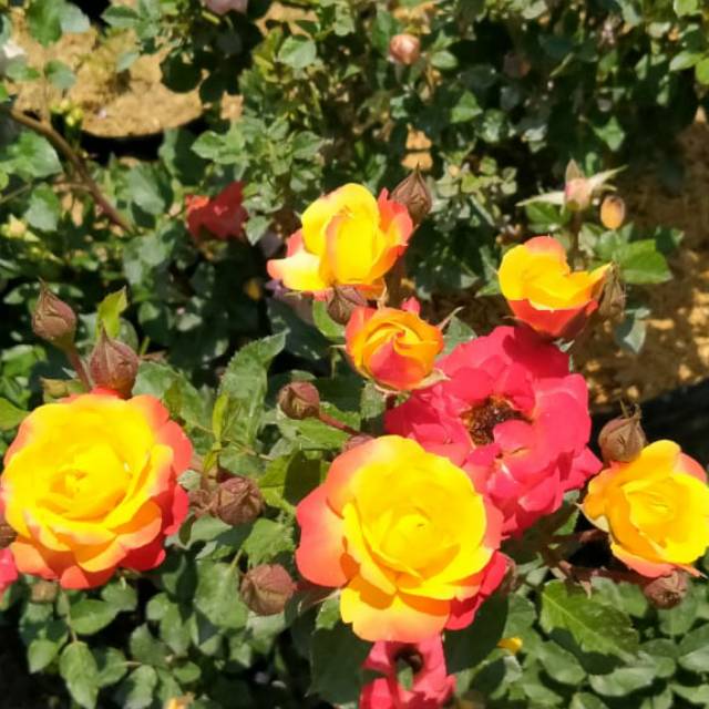 Mawar Floribunda Orange Colorado