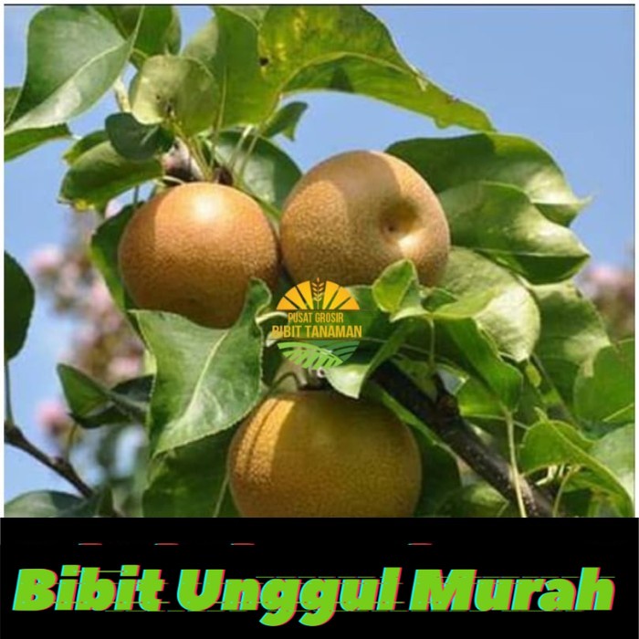 Bibit Tanaman Buah Pear Coklat Cangkok