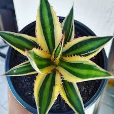 tanaman hias agave lophantha f quadricolor