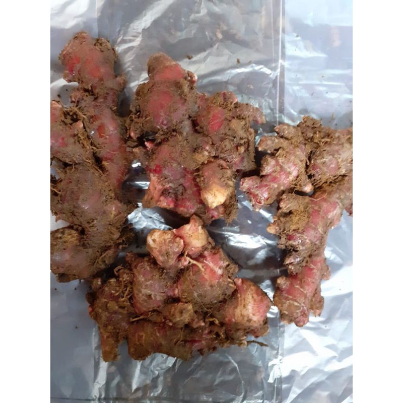 

JAHE MERAH ORGANIK SEGAR,JAHE BANYAK KHASIATNYA