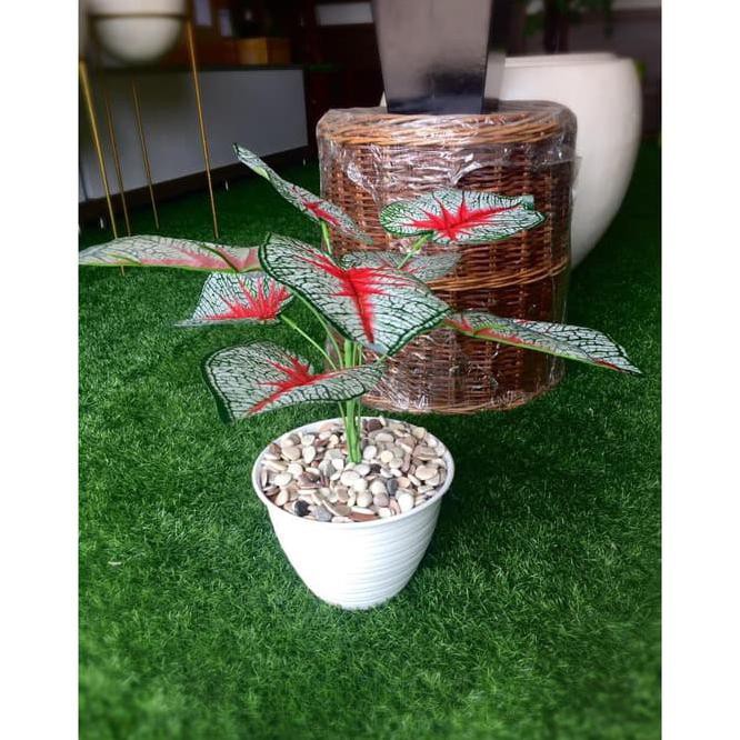 Hot Item Pohon Sri Rejeki Merah Artificial Plastik Latek/Daun Sri Rejeki Murah