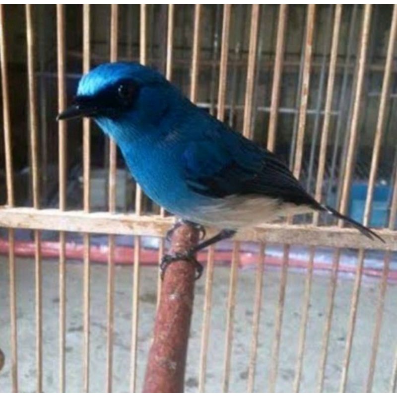 tledekan biru jantan rawatan