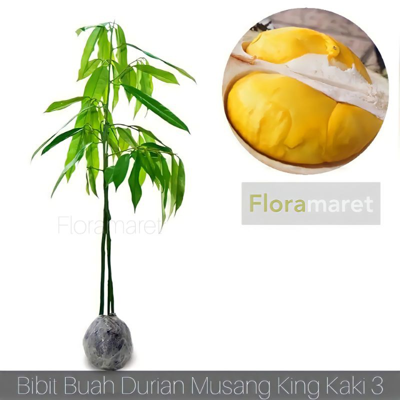 Bibit durian musang king KAKI 3