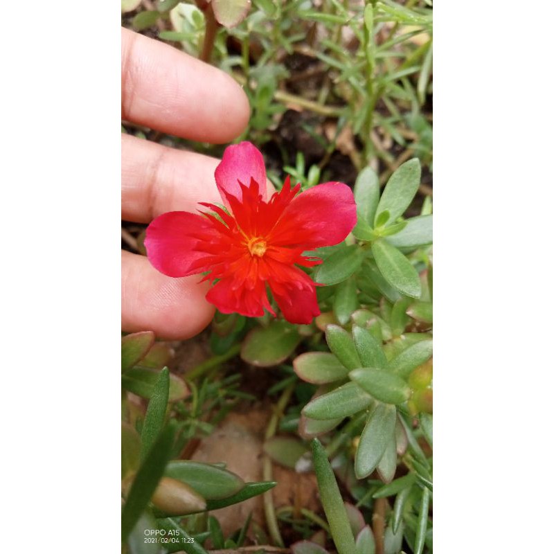 KROKOT IMPORT / MOSROSE