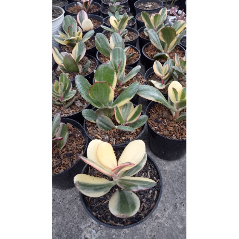 jade plant variegata