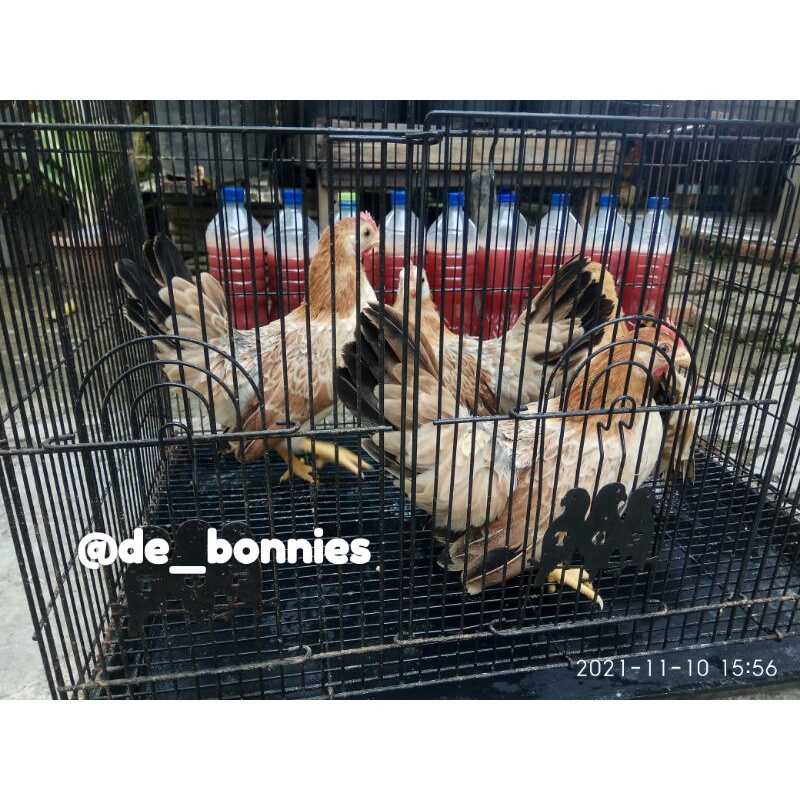 Ayam Kate Betina