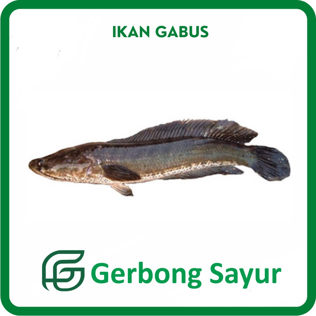 

Ikan Gabus Segar - 500g