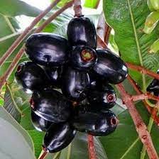 Bibit Tanaman Buah Jamblang Hitam - Juwet Hitam - Duwet Hitam - Bibit Buah