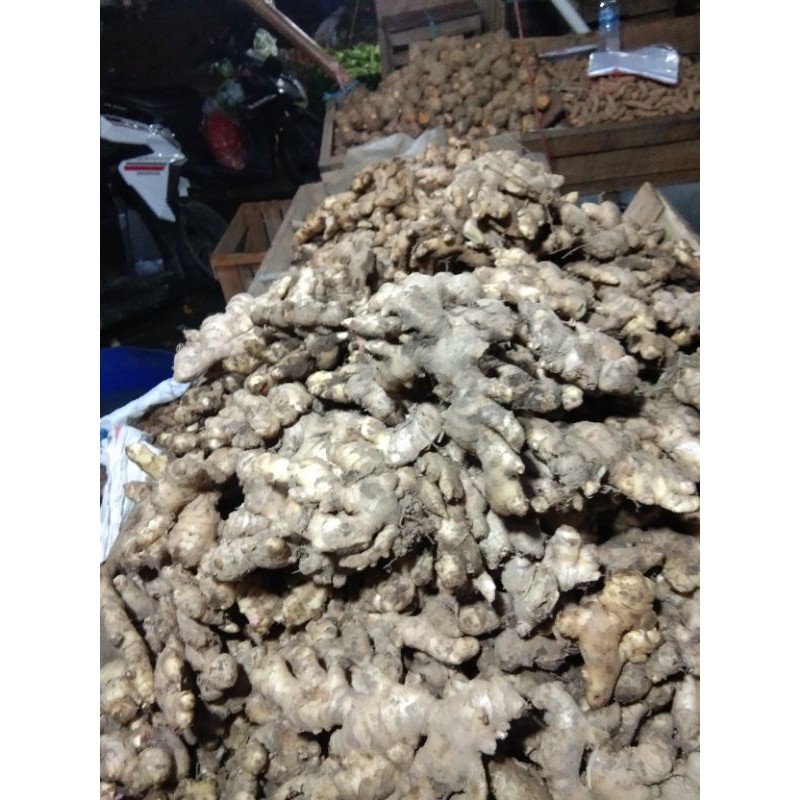 

jahe gajah (1 kg)