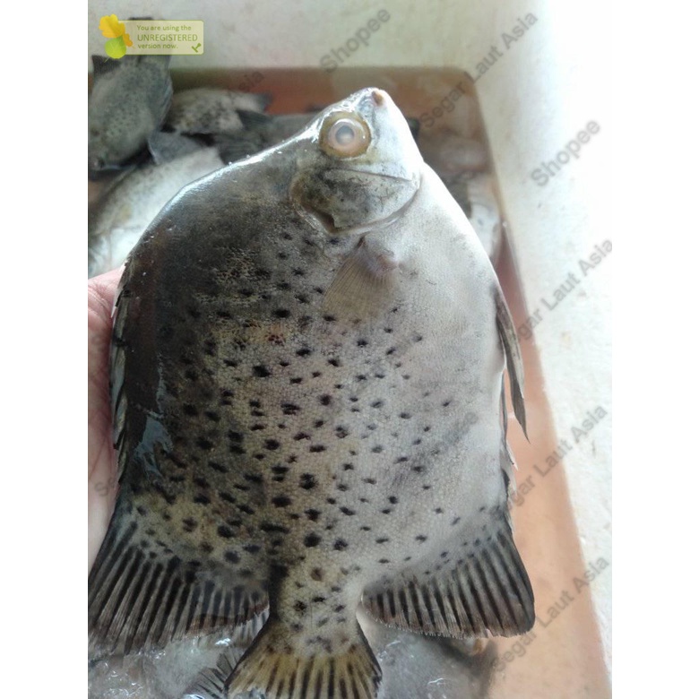 

Ikan Kiper Segar Ikan Ketang - Ketang Fresh 1Kg